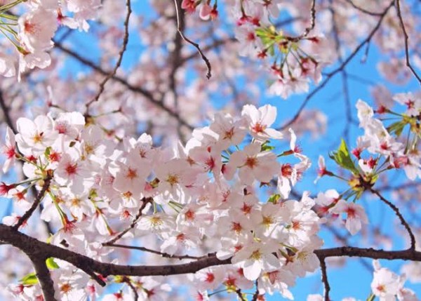 お花見シーズン